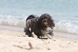 PETIT CHIEN LION 110